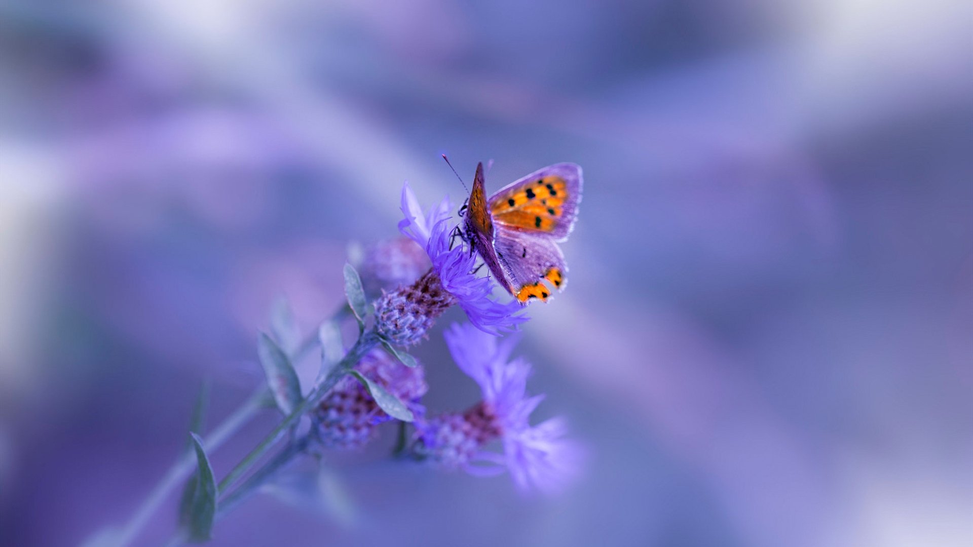 开云体育在线-重逢与颠覆，米切尔故地重游式统治，太阳三分雨彻底浇灭四川反击火种