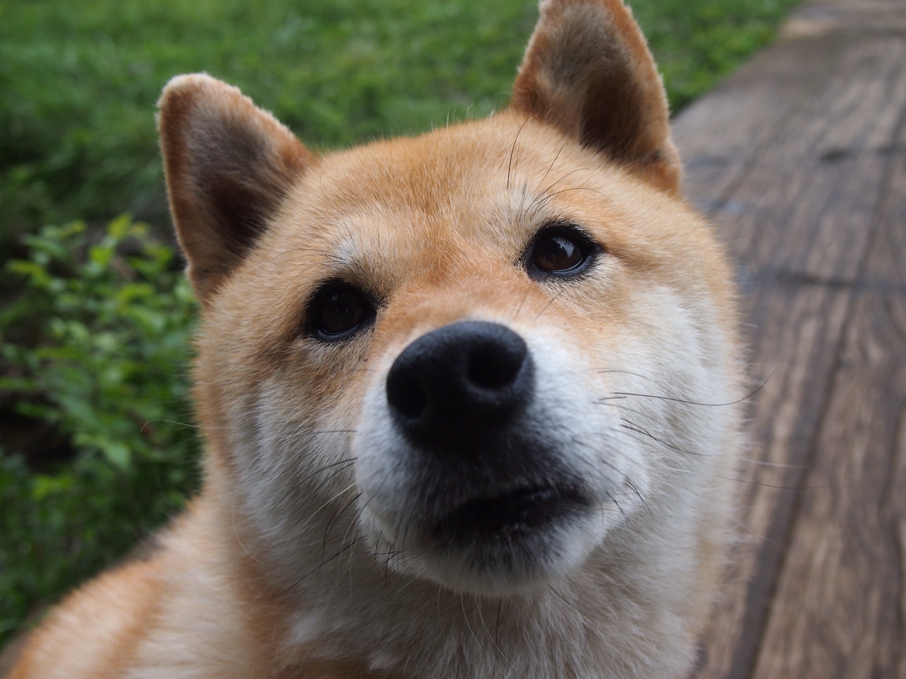 绝地逆袭,红牛车队毫厘之间险胜哈斯,拉塞尔一战封神惊四座