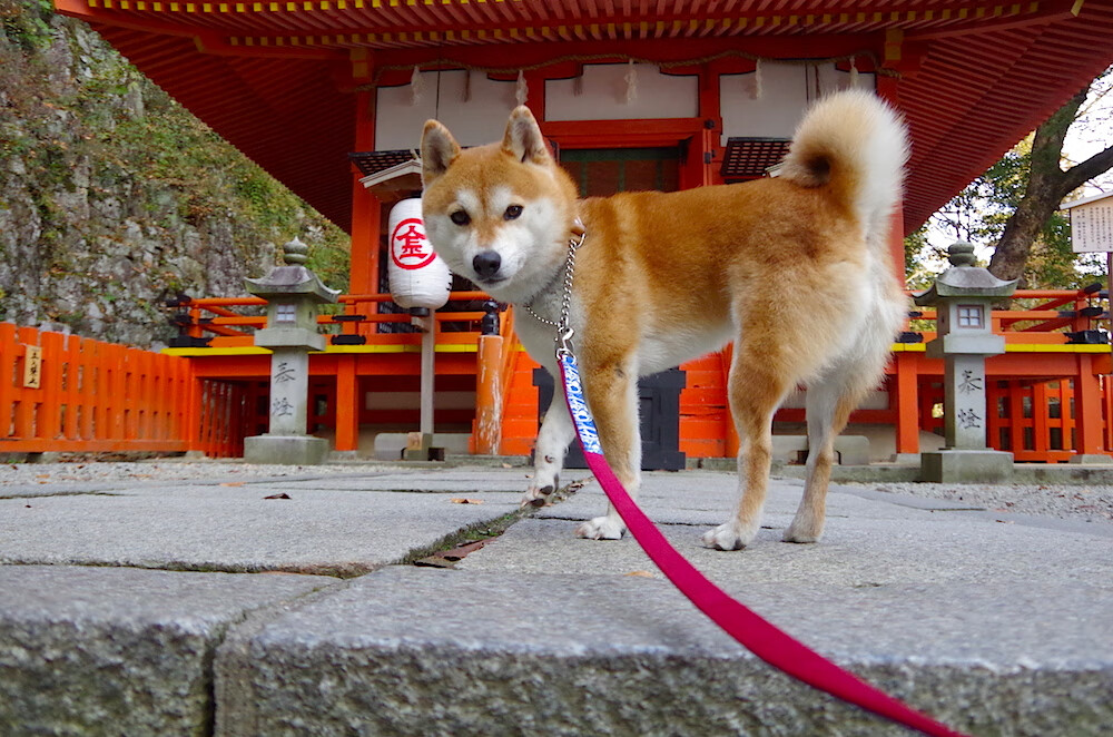 开云体育APP下载-那不勒斯的夜晚，蒂亚戈用一脚无法复刻的任意球，让伯纳乌的星辰坠入人间
