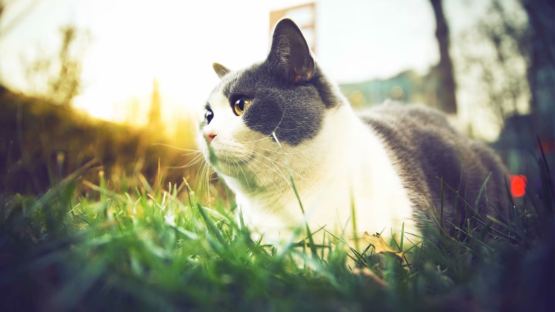 绝杀，一次跨越语言的重生