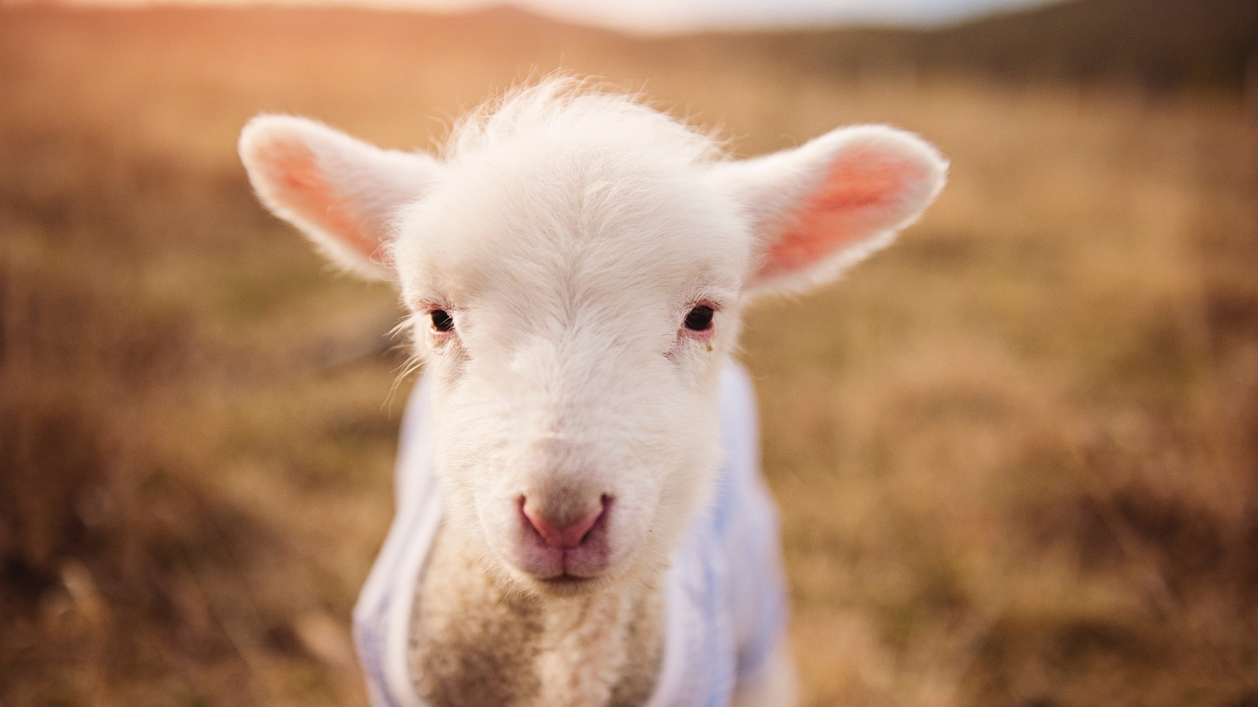 长城下的探戈，迪马利亚一舞定江山，中国踏平西班牙的背后隐喻