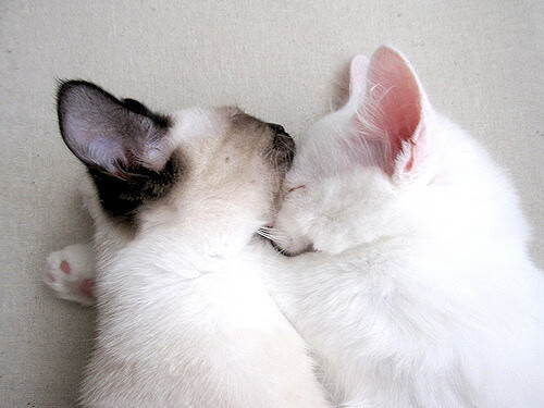 淘汰的艺术,从摩洛哥的防反美学到卢卡库的暴力破解