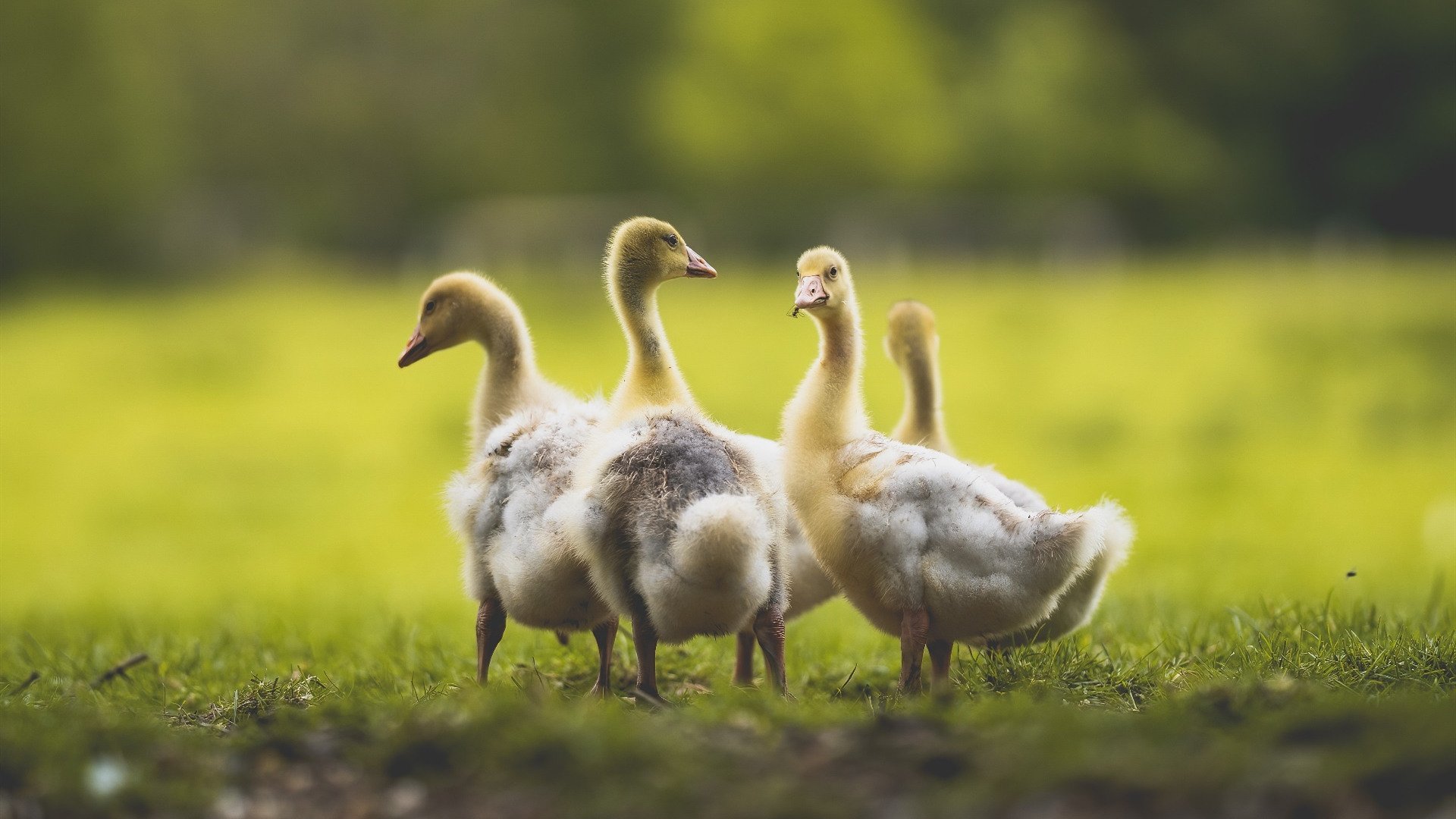 防守的艺术，霍勒迪编织囚笼，湖人力克活塞