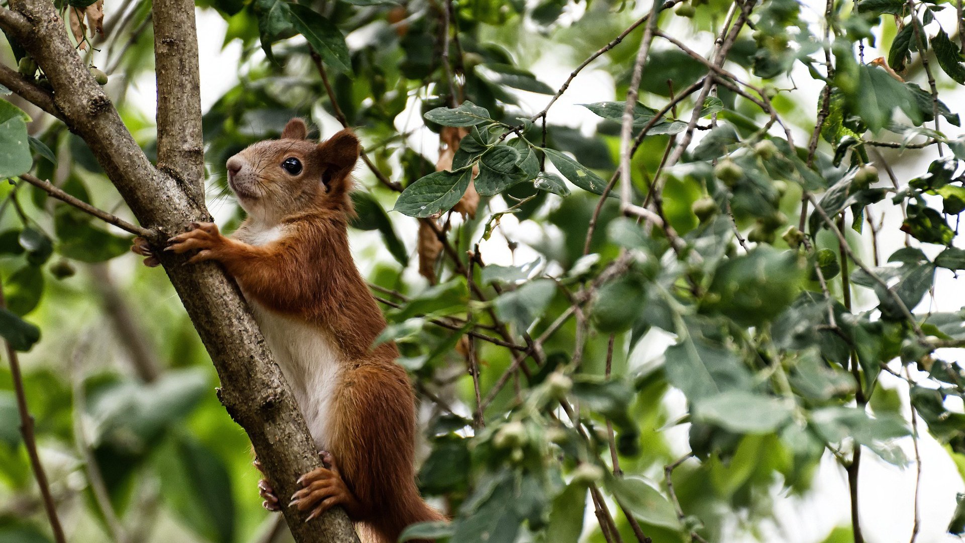开云体育官网-友谊赛的奇幻夜，内马尔租借救主，尼日利亚戏剧性终结奥地利不败纪录