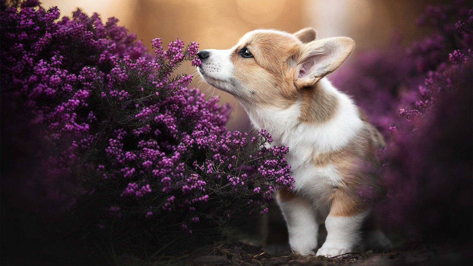 雨夜那不勒斯，当破茧金发的雕塑矗立于废墟，哈弗茨与一场推翻预言的革命