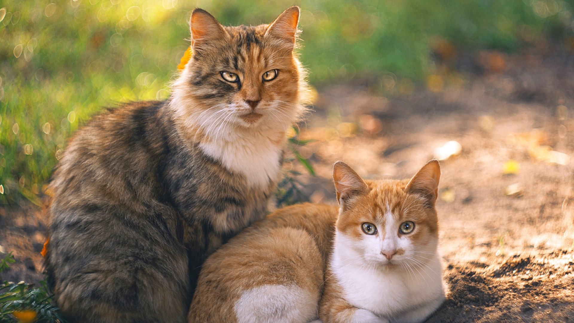 开云体育中国-文班亚马22+15+7次封盖震撼全场，森林狼次元壁大战力克广厦