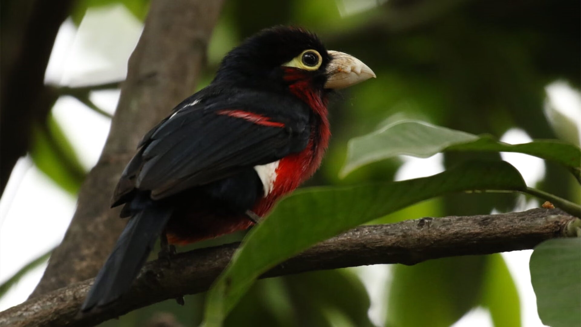 开云体育中国-布鲁诺的音符，在拉巴斯高原冻结阿根廷探戈
