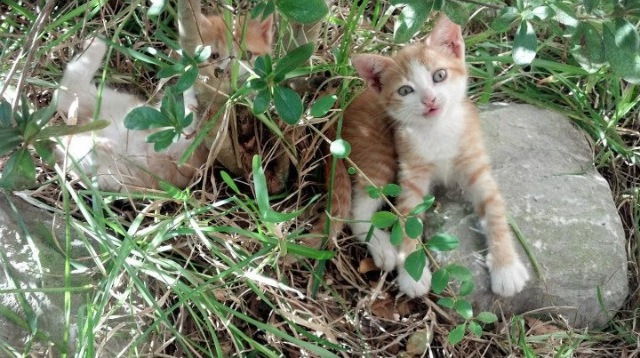 绝杀！迪亚斯单骑救主，利物浦用最古典方式粉碎美国金元剧本