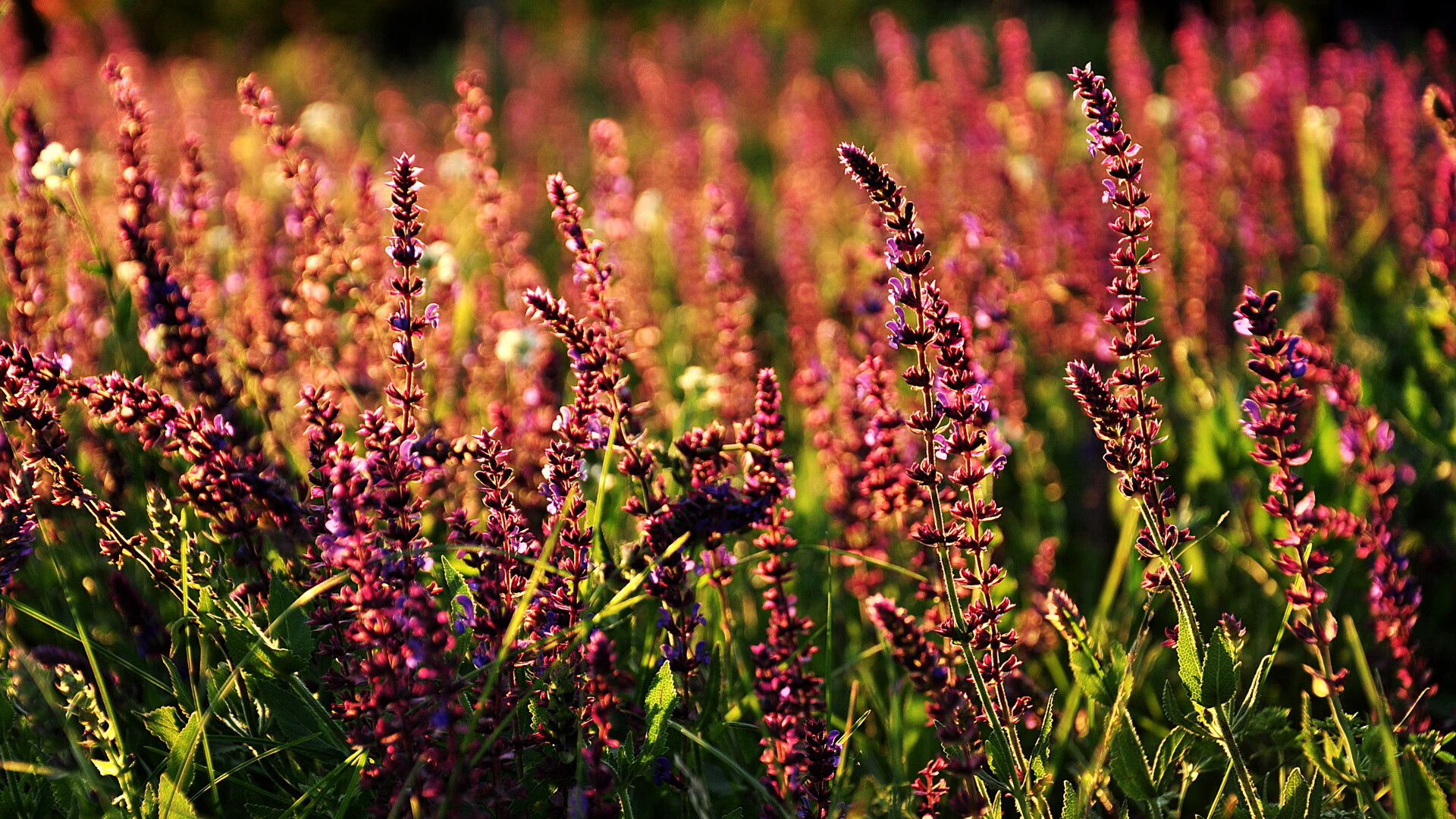 奥运关键战，尼斯单节拉开曼城，马丁内利接管比赛定乾坤