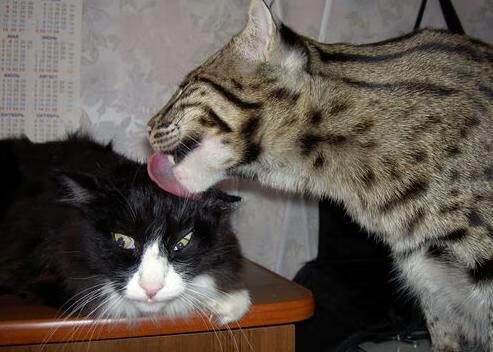 开云体育入口-险胜背后，76人惊魂夜，欧文连得11分定乾坤