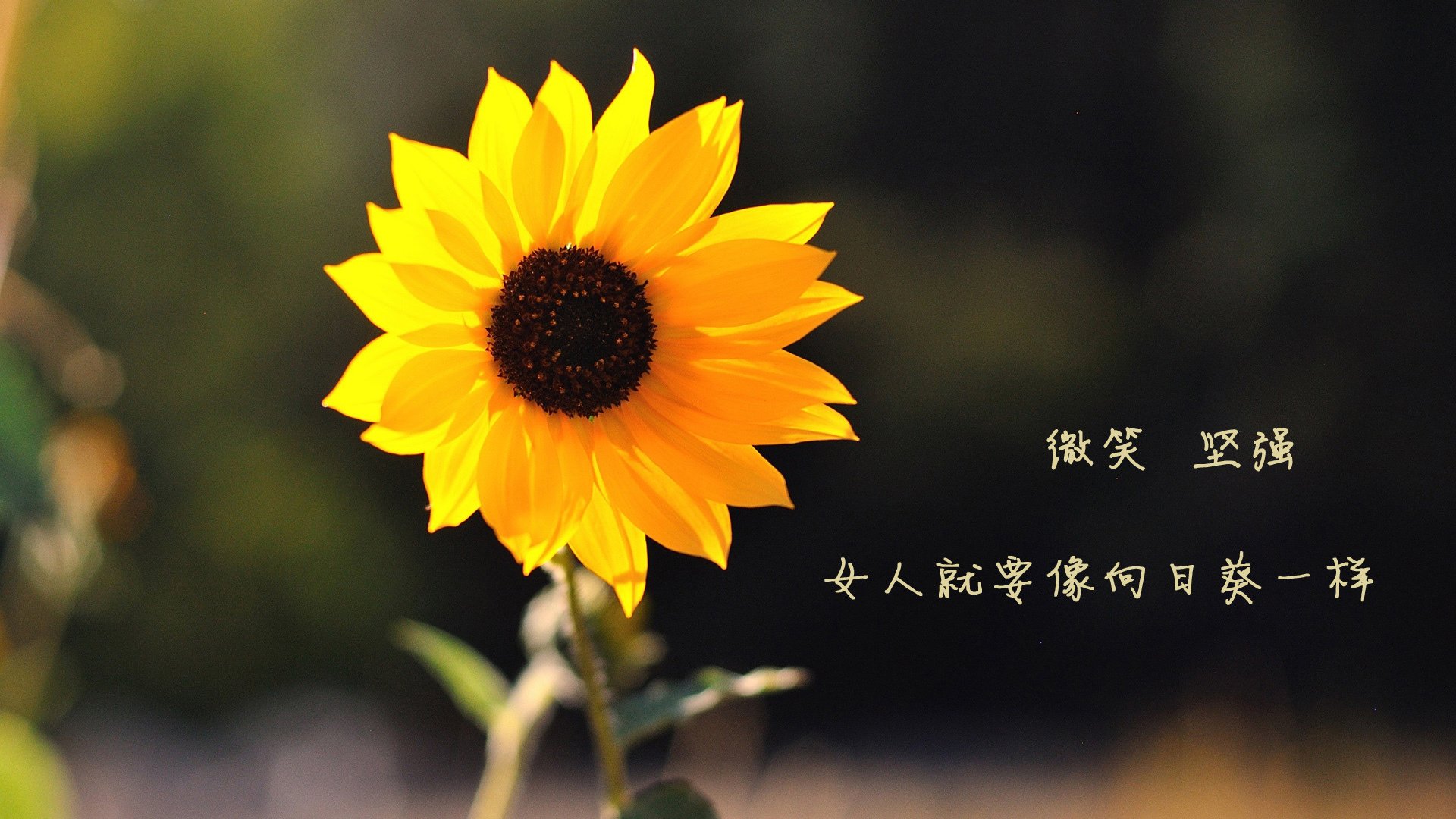 开云体育-布达佩斯之夜，哈兰德的致命一击，书写2026世界杯出线战的唯一传奇